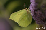 Citroenvlinder (Gonepteryx rhamni)