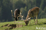 Fallow Deer (Dama dama)