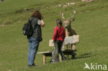 Fallow Deer (Dama dama)