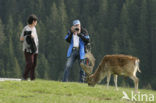 Fallow Deer (Dama dama)