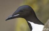 Brünnich s Guillemot