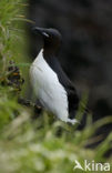 Brünnich s Guillemot