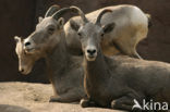 Bighorn Sheep (Ovis canadensis)