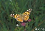 Painted Lady (Vanessa cardui)