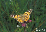 Distelvlinder (Vanessa cardui)