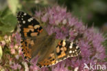 Distelvlinder (Vanessa cardui)