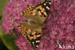 Distelvlinder (Vanessa cardui)