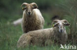 Drents heideschaap (Ovis domesticus)