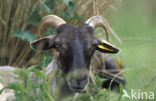 Drents heideschaap (Ovis domesticus)