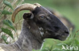 sheep (Ovis domesticus)