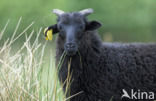sheep (Ovis domesticus)