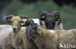 sheep (Ovis domesticus)