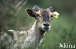 Drents heideschaap (Ovis domesticus)