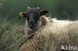 Drents heideschaap (Ovis domesticus)