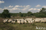 Drents heideschaap (Ovis domesticus)