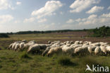 Drents heideschaap (Ovis domesticus)