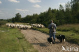 Drents heideschaap (Ovis domesticus)