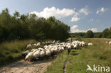 Drents heideschaap (Ovis domesticus)