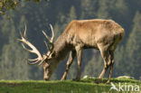 Red Deer (Cervus elaphus)