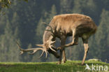 Red Deer (Cervus elaphus)