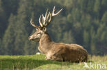 Red Deer (Cervus elaphus)