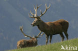 Red Deer (Cervus elaphus)