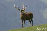 Red Deer (Cervus elaphus)
