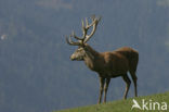 Red Deer (Cervus elaphus)