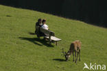 Red Deer (Cervus elaphus)