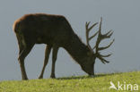 Red Deer (Cervus elaphus)
