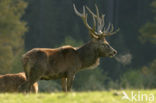 Red Deer (Cervus elaphus)