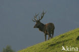 Red Deer (Cervus elaphus)