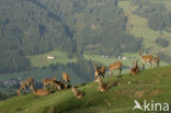 Red Deer (Cervus elaphus)