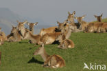 Red Deer (Cervus elaphus)