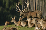 Red Deer (Cervus elaphus)