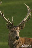 Red Deer (Cervus elaphus)