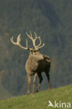 Red Deer (Cervus elaphus)