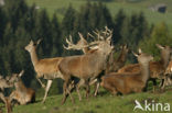 Red Deer (Cervus elaphus)