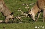 Red Deer (Cervus elaphus)