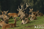Red Deer (Cervus elaphus)
