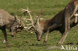 Red Deer (Cervus elaphus)