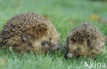 Hedgehog (Erinaceus europaeus)