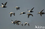 Eider (Somateria mollissima)