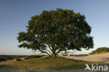 Oak (Quercus)