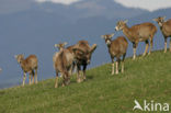 Europese Mouflon (Ovis orientalis) 