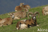 Europese Mouflon (Ovis orientalis) 