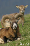 Europese Mouflon (Ovis orientalis) 