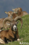 Europese Mouflon (Ovis orientalis) 