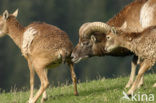 Europese Mouflon (Ovis orientalis) 