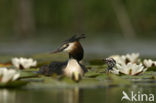 Great Crested Grebe (Podiceps cristatus)